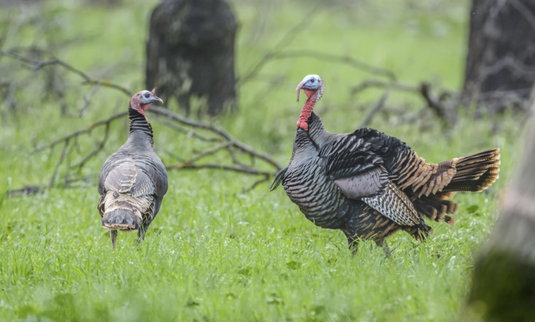 Wild Turkey Hunting